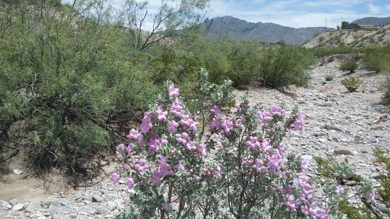 Wakeem/ Teschner Nature Preserve at Ressler Canyon